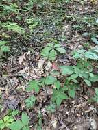 Image of Small's blacksnakeroot