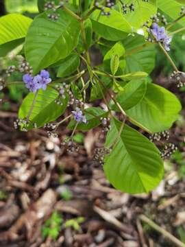 Vitex cooperi Standl.的圖片