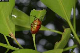 Image of <i>Calliphara nobilis</i>