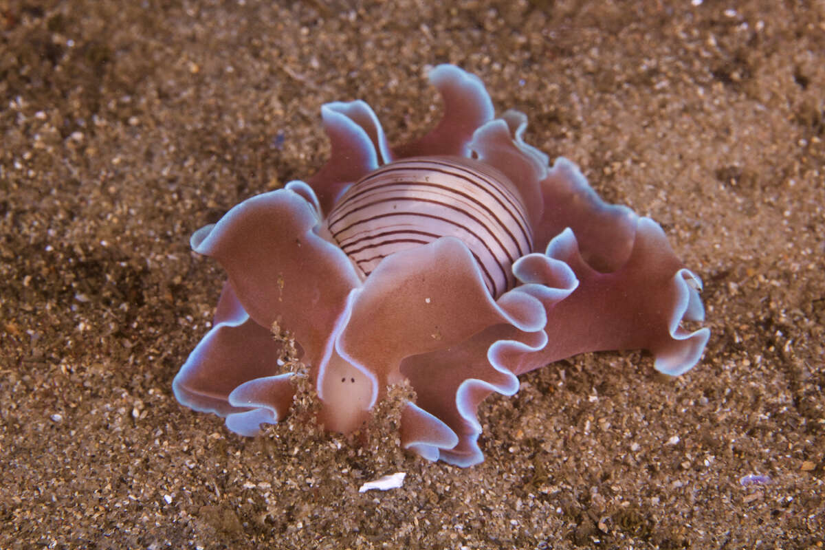 Image of brown-line paperbubble