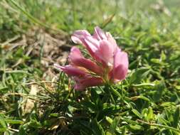 Image of alpine clover