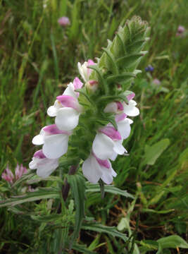 Image of Mediterranean lineseed