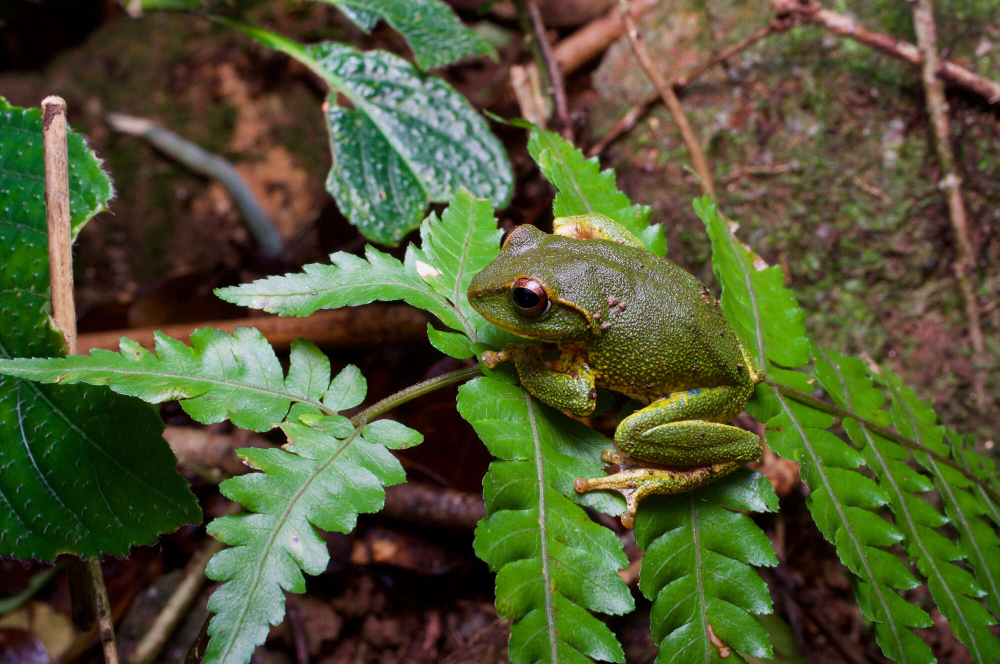 Imagem de Pseudophilautus stuarti (Meegaskumbura & Manamendra-Arachchi 2005)