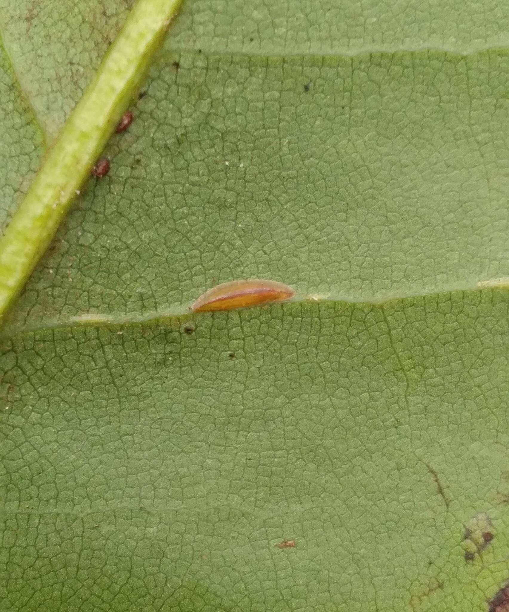 Image of Banana-shaped scale