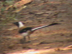 Image of White-bellied Treepie