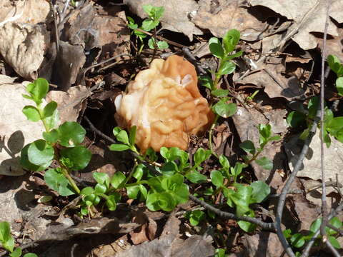 Plancia ëd Gyromitra gigas (Krombh.) Cooke 1878