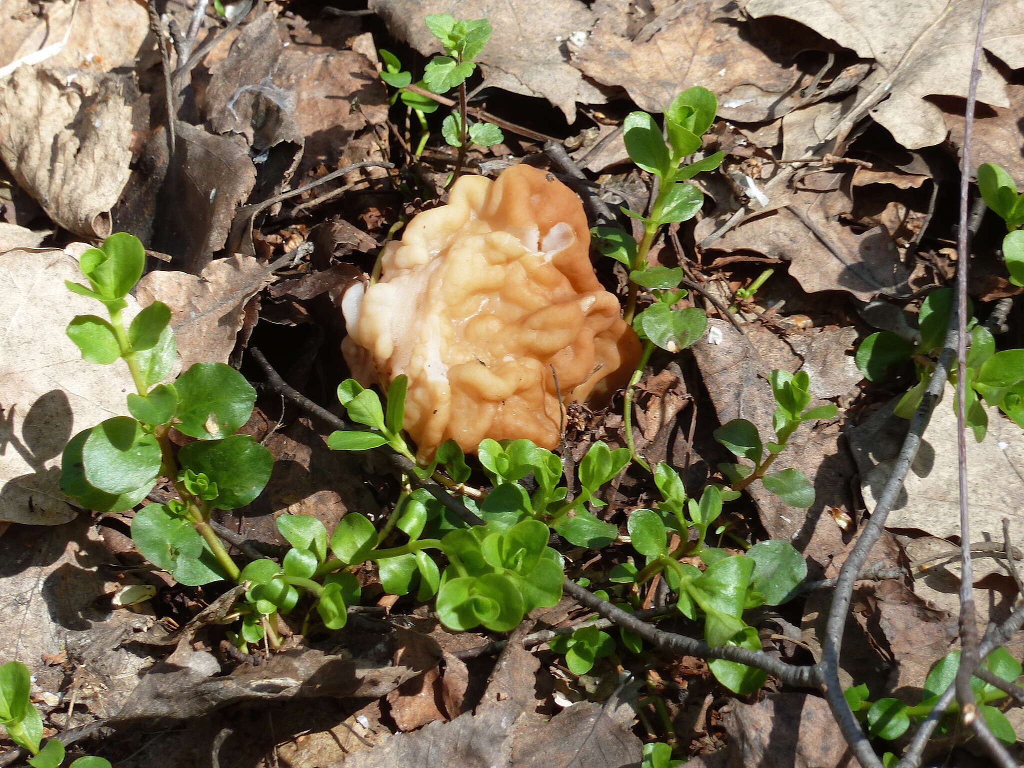 Imagem de Gyromitra gigas (Krombh.) Cooke 1878