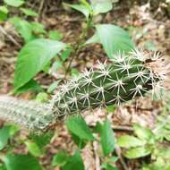 Image of <i>Acanthocereus oaxacensis</i>