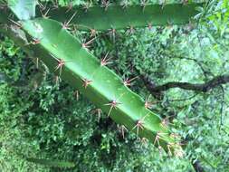 Image of Barbed-wire cactus