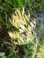 Image of Ammi majus L.