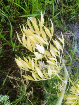 Image of Ammi majus L.