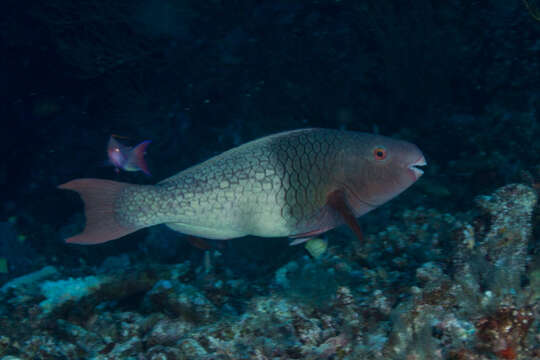 Image of Bicolor Parrotfish