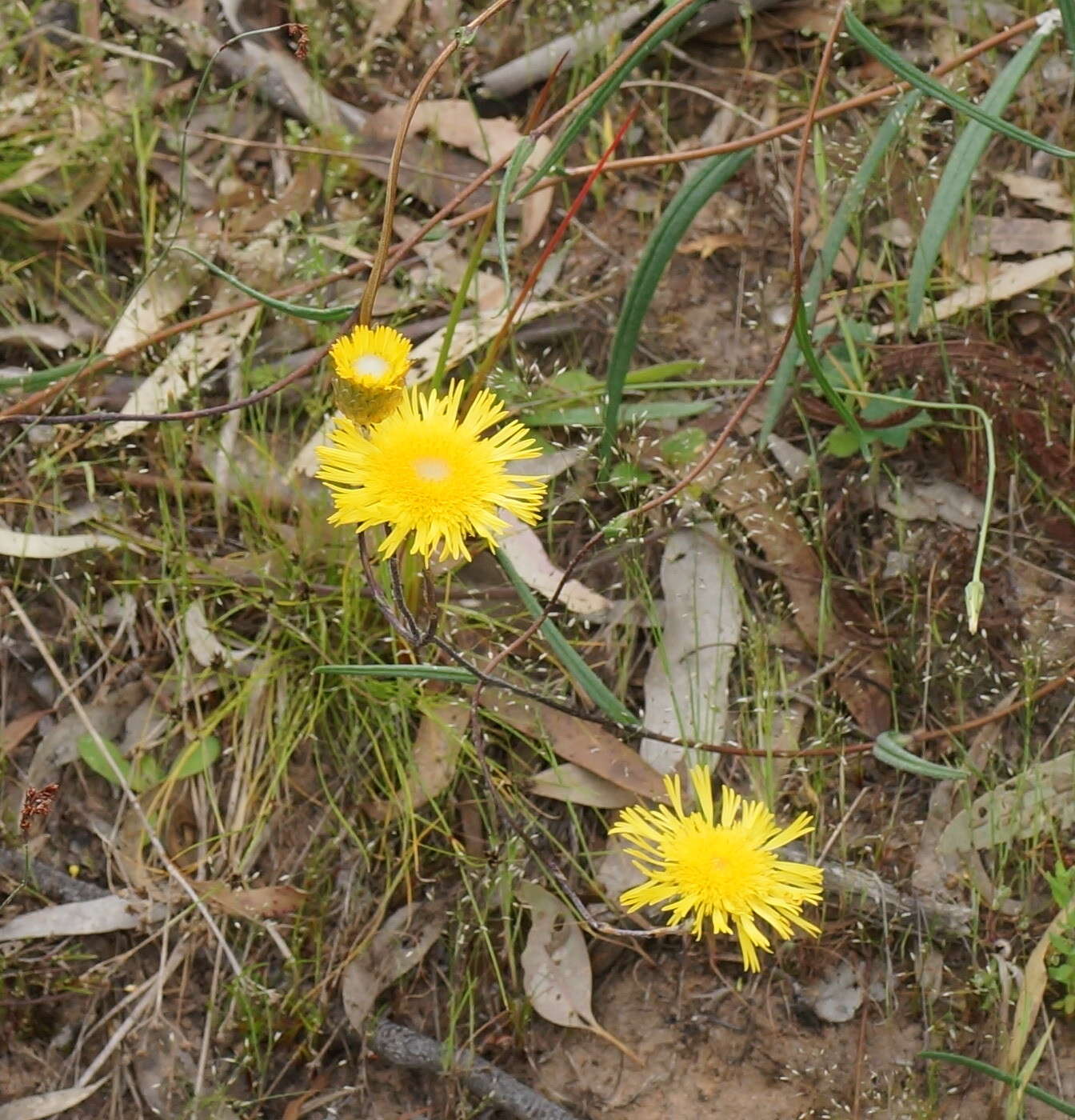 Image of Podolepis jaceoides (Sims) Voss