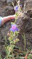 Image of low beardtongue