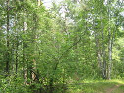 Image of Bird Cherry