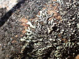 Image of Mougeot's xanthoparmelia lichen