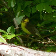 Image of Canada Warbler