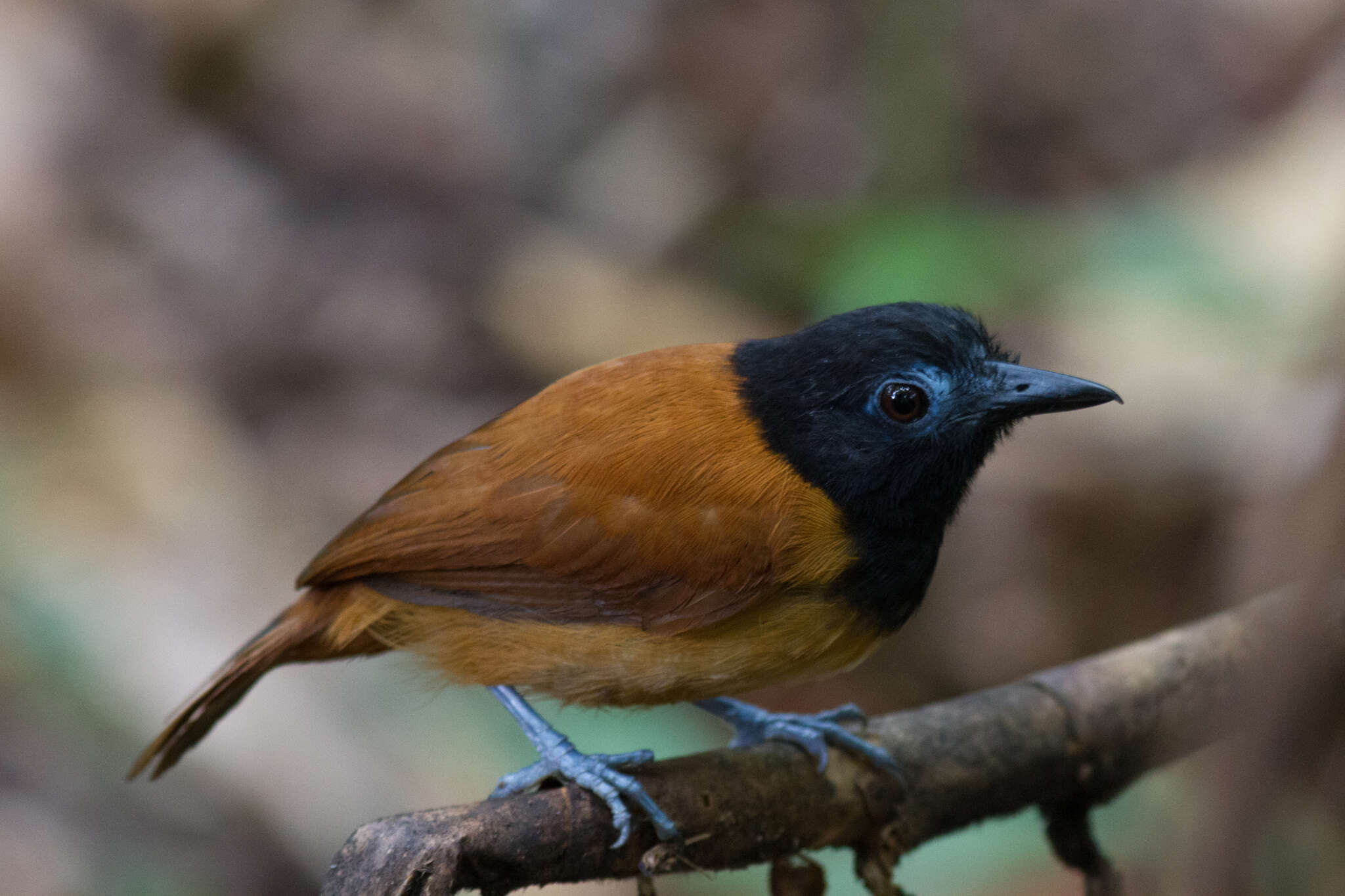 Image of White-shouldered Antbird