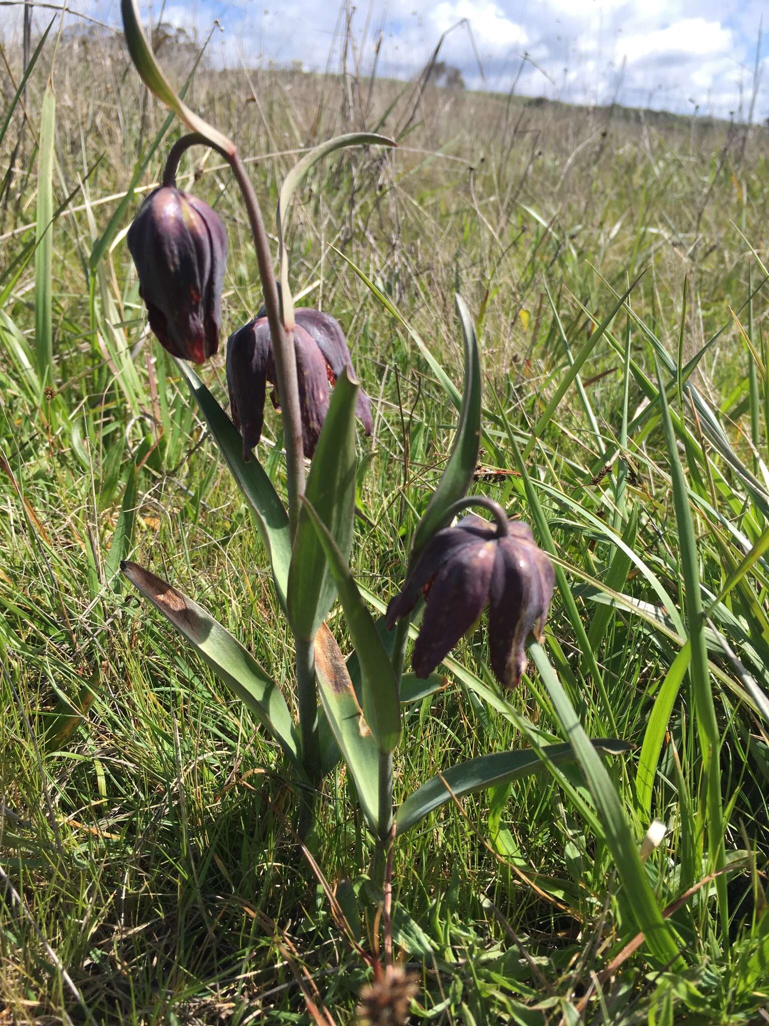 Image of checker lily