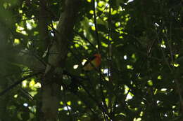 Image of Band-tailed Manakin