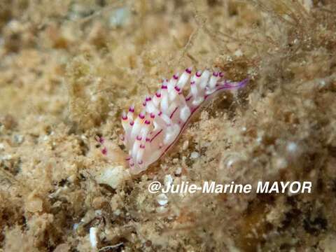 Image of Red lined slug