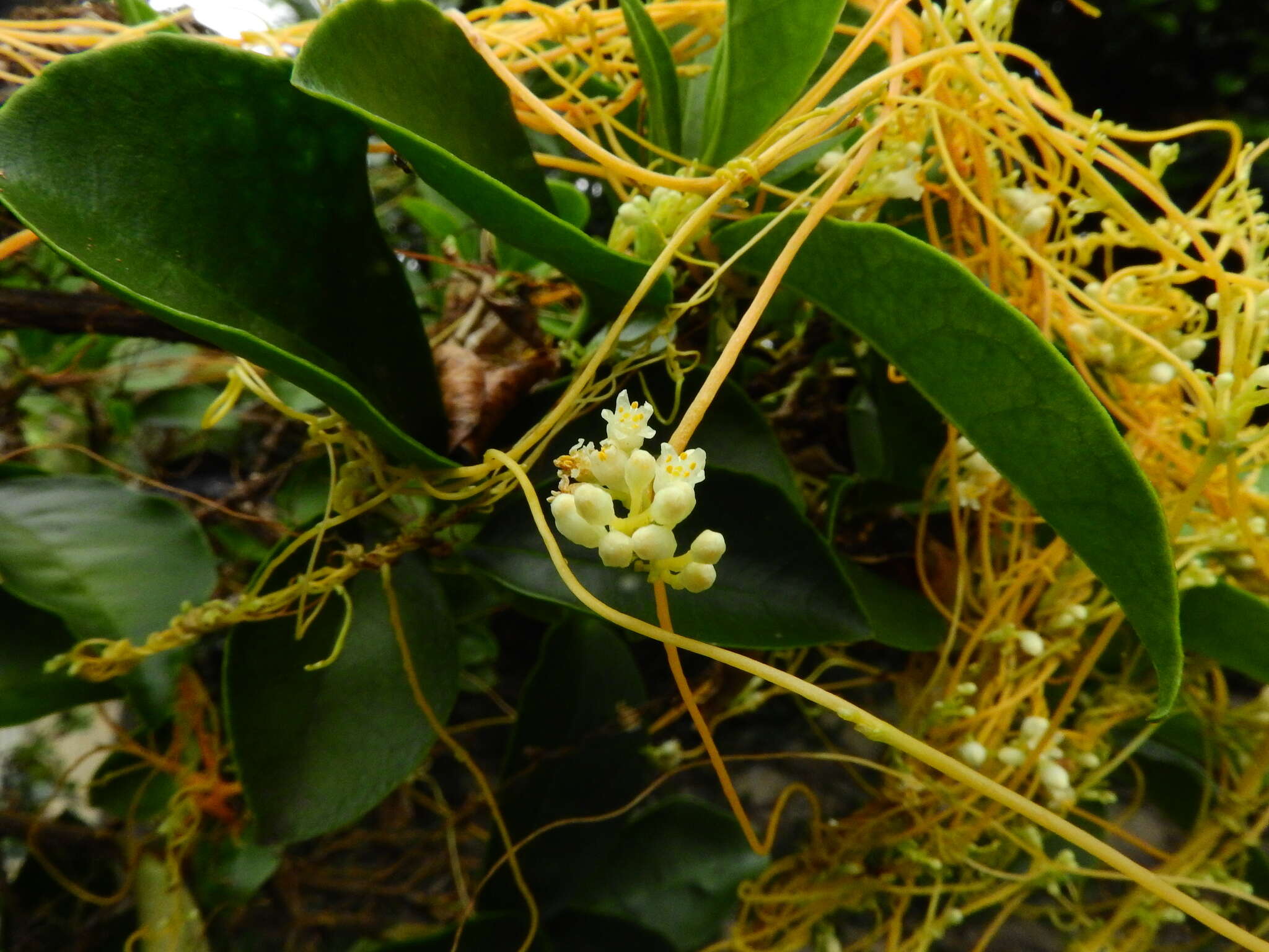 Plancia ëd Cuscuta suaveolens Ser.