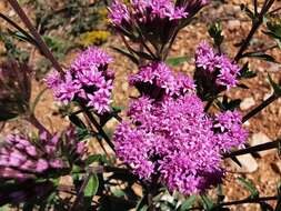 Image of Stevia hintoniorum B. L. Turner