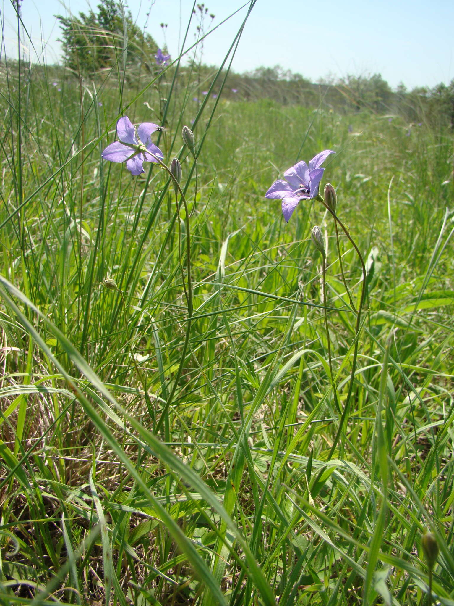 Campanula stevenii subsp. wolgensis (P. A. Smirn.) Fed. resmi