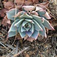 Image of Echeveria subalpina Rose & Purpus