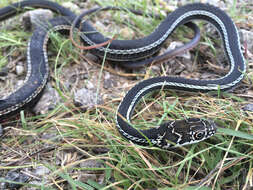 Image of Coluber taeniatus girardi Stejneger & Barbour 1917