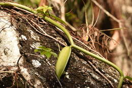 Image of leafy vanilla