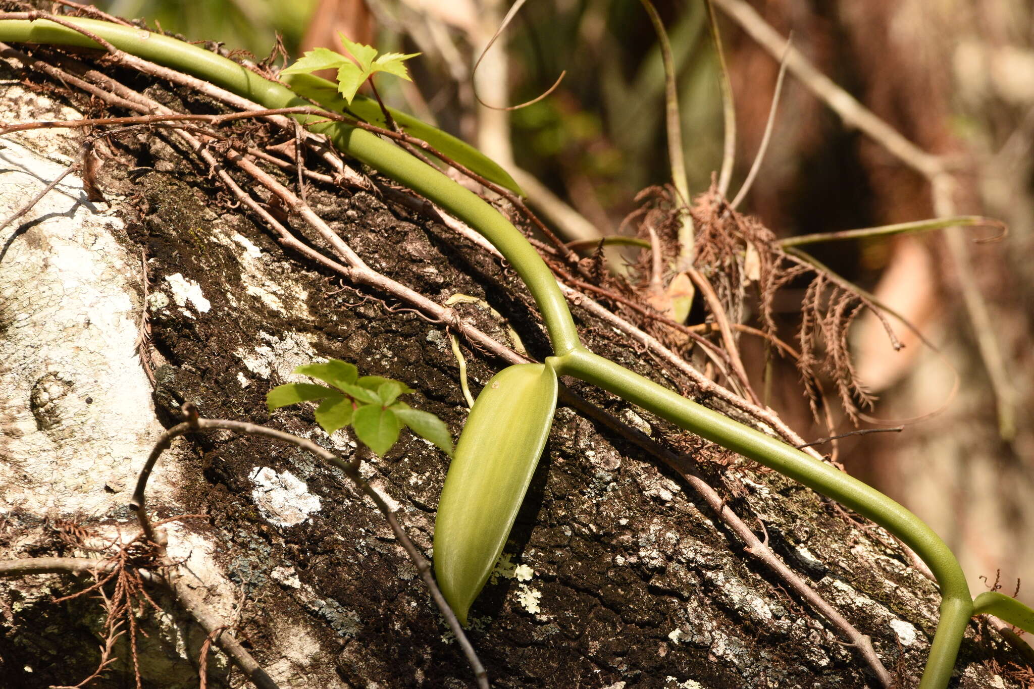 Image of leafy vanilla