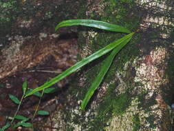 Image of Lepisorus heterolepis (Rosenst.) Ching