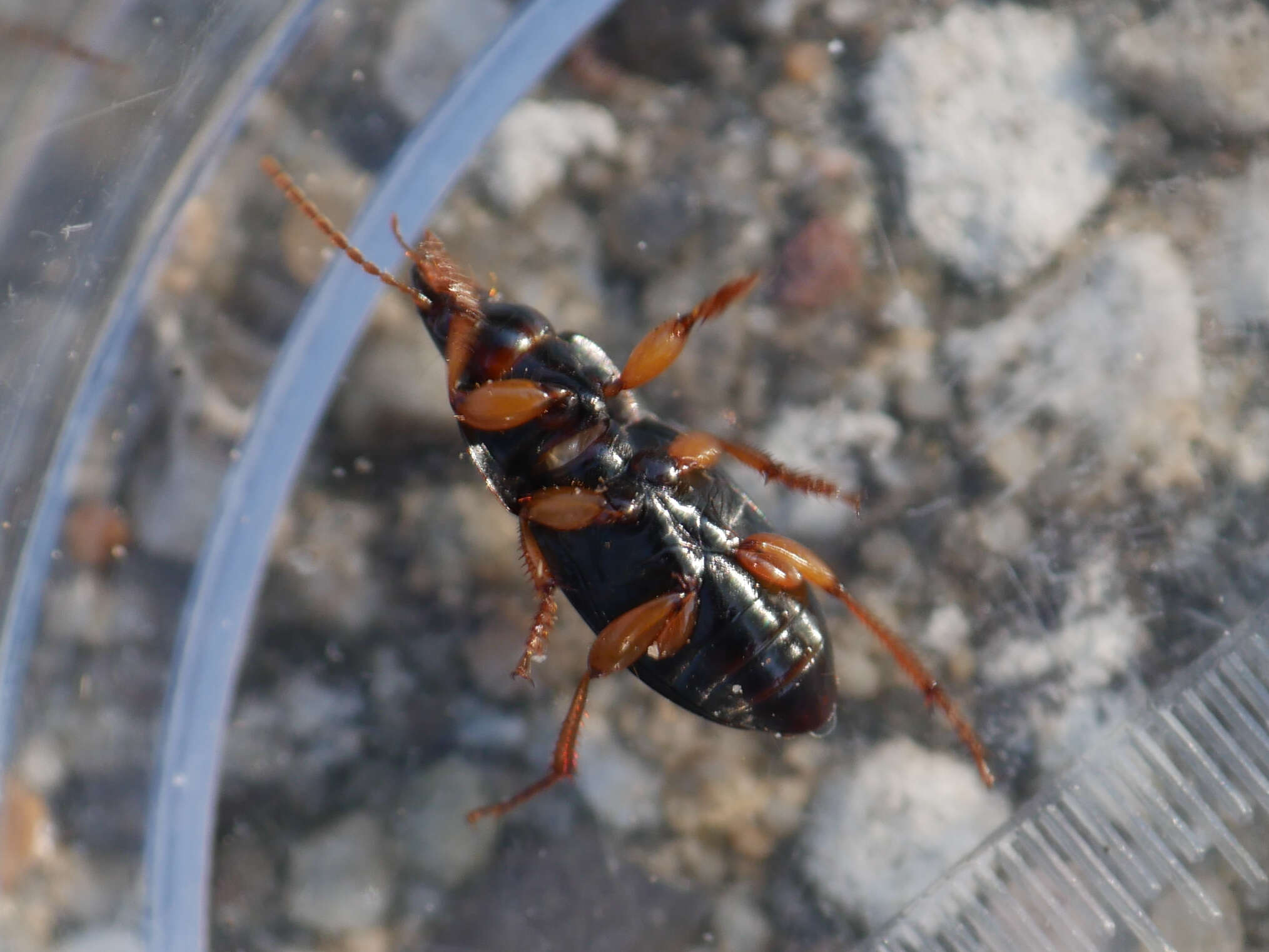 Image of Harpalus (Harpalus) latus (Linnaeus 1758)