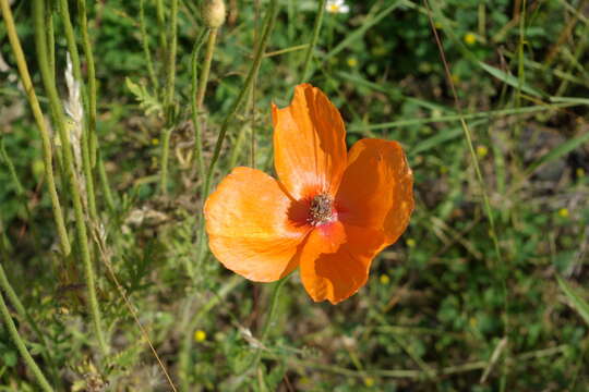 Image of Papaver tuberculatum V. I. Dorof. & Murtaz.