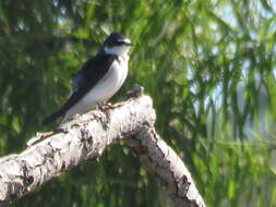 Tachycineta leucorrhoa (Vieillot 1817) resmi