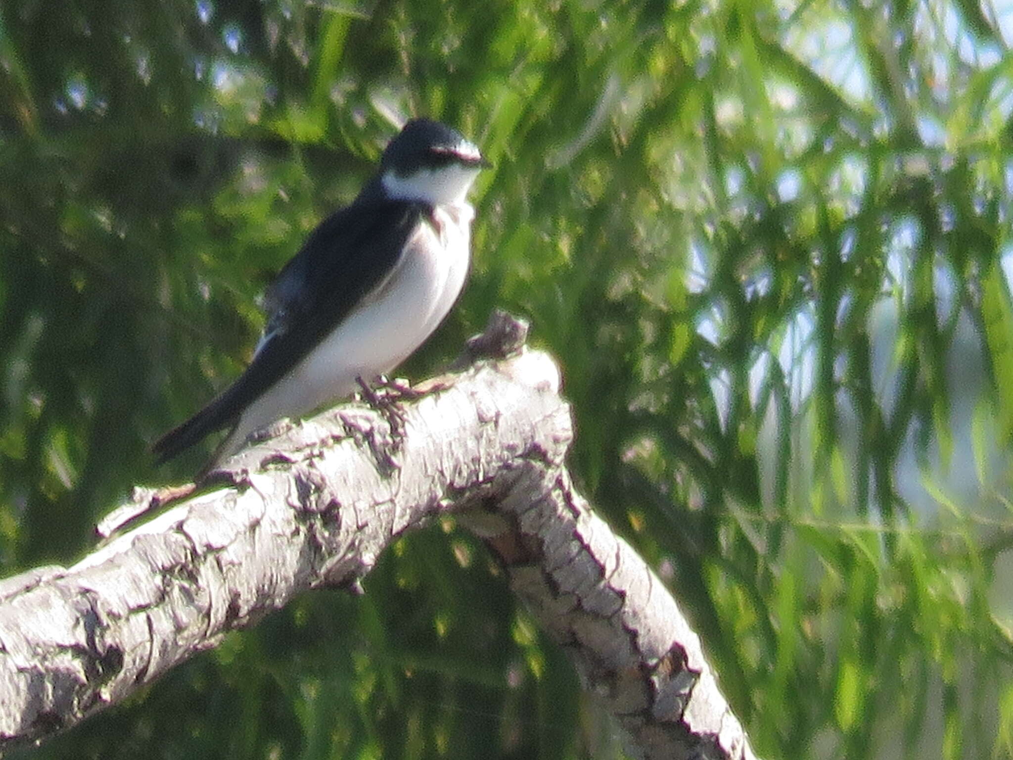 Tachycineta leucorrhoa (Vieillot 1817) resmi