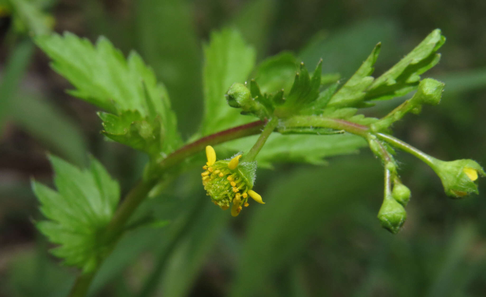 صورة Geum vernum (Raf.) Torr. & Gray