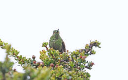 Image of Viridian Metaltail