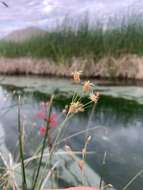 Image of hot springs fimbry