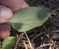 Image of upland yellow violet