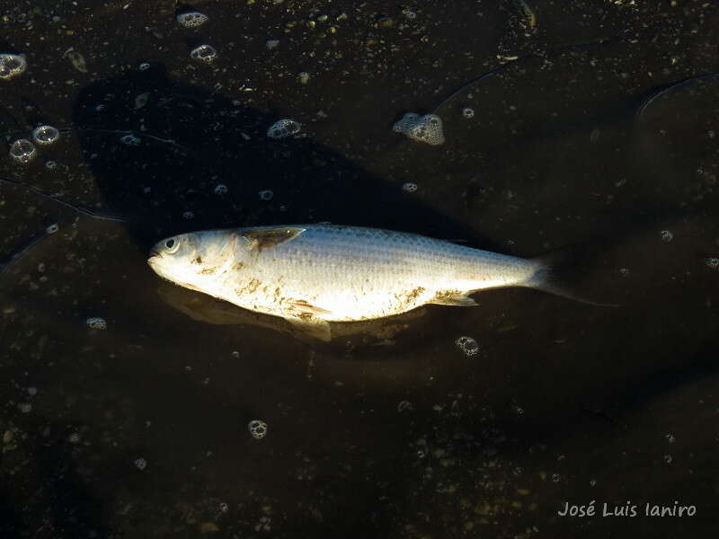 Image of Blueback Mullet