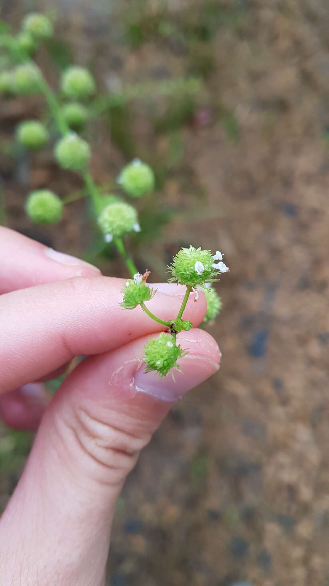 Image de Hyptis recurvata Poit.