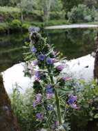 Image of violet-vein viper's bugloss