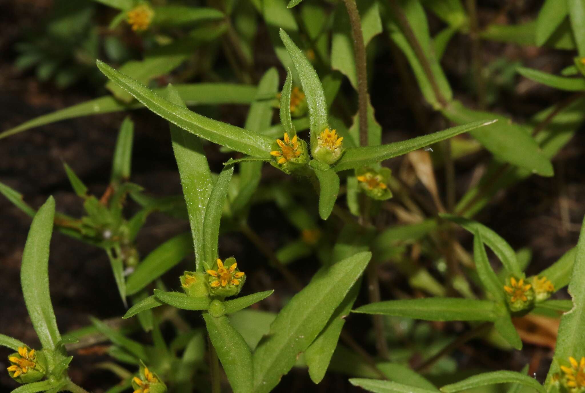 Imagem de Melampodium strigosum Stuessy