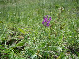 Image of Oxytropis baschkiriensis