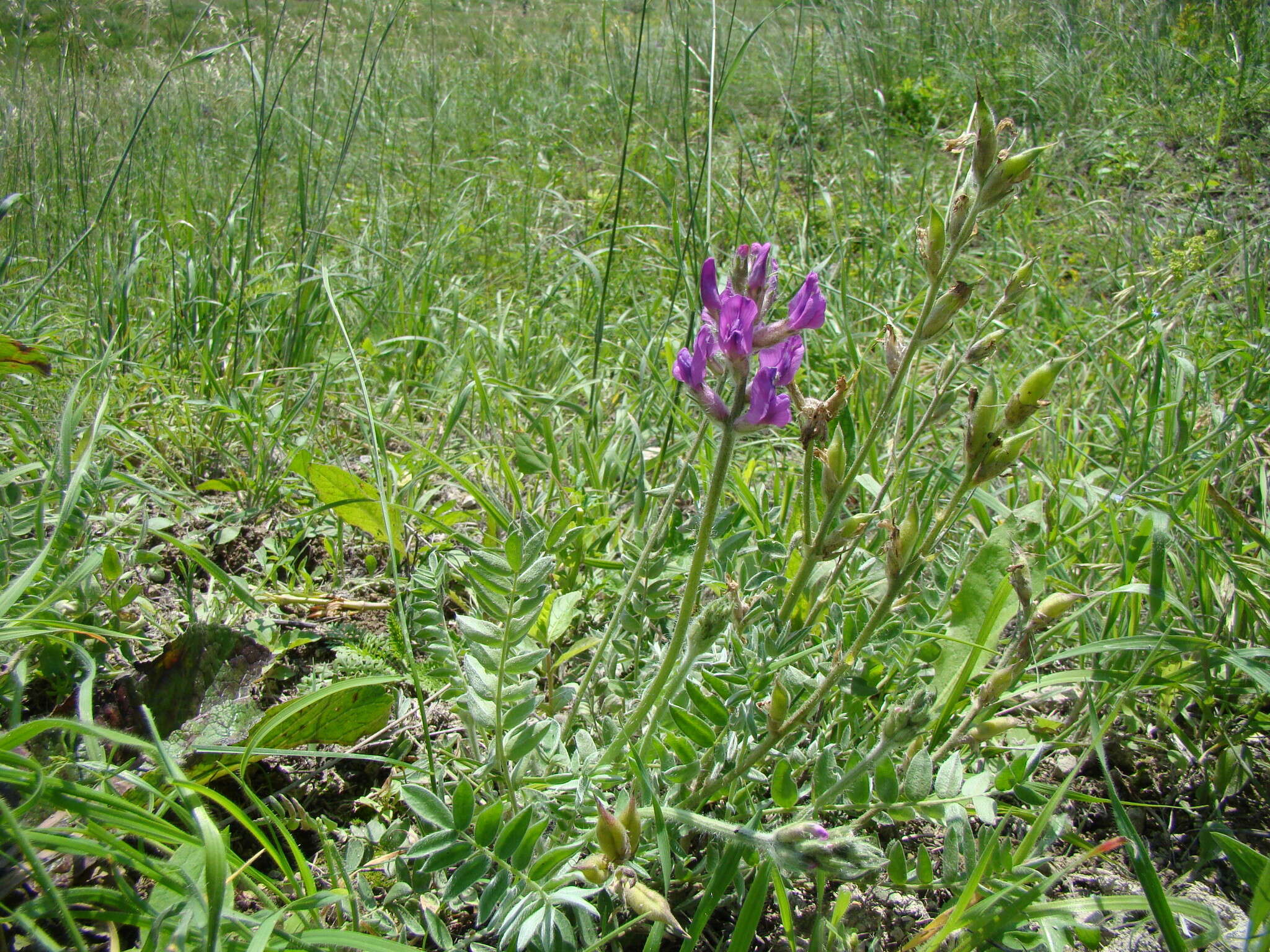 Image of Oxytropis baschkiriensis