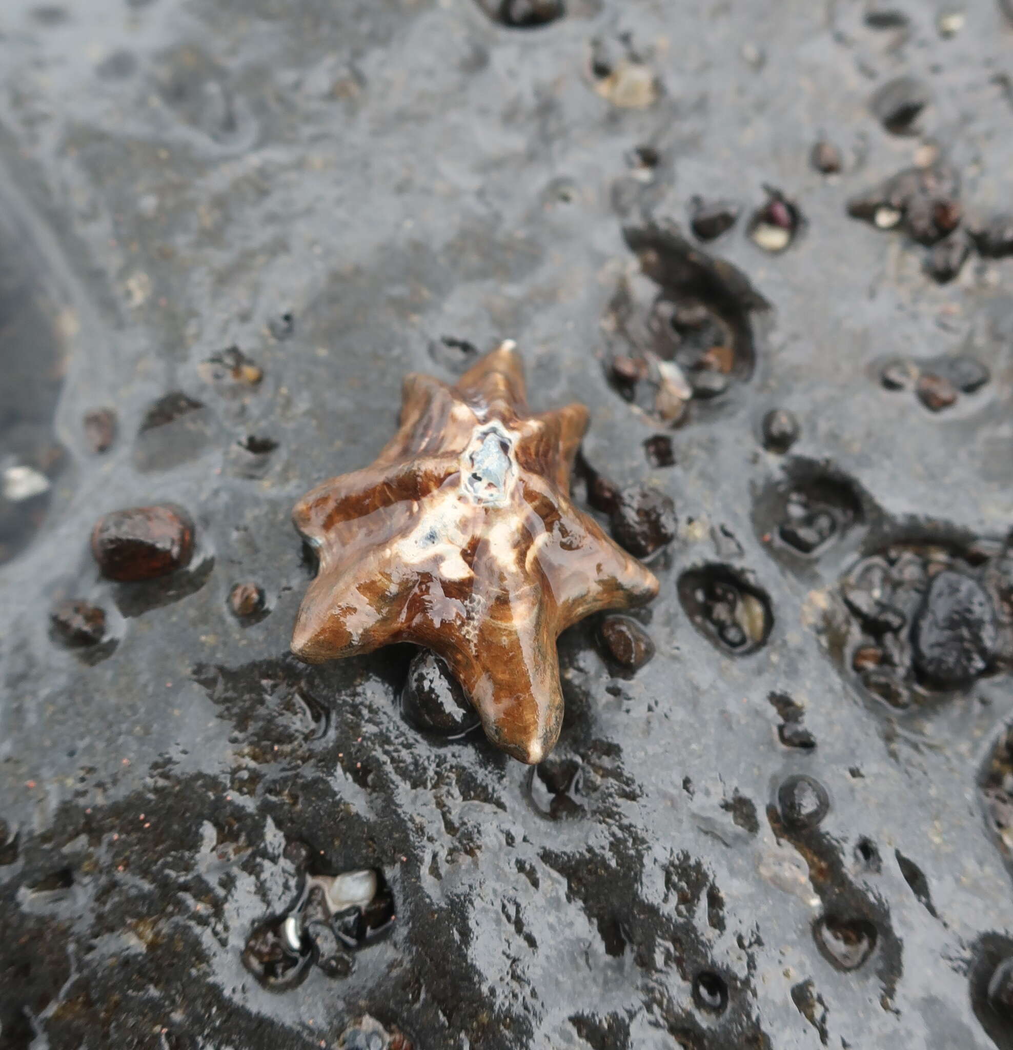 Image of Pacific sugar limpet