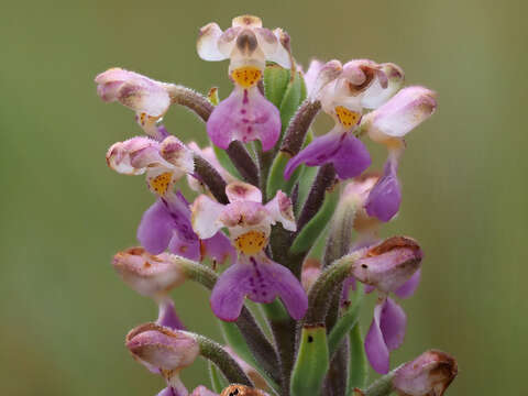 Image of Brachycorythis pubescens Harv.