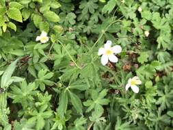 Ranunculus aconitifolius L. resmi